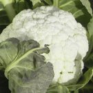 Self Blanche Cauliflower Vegetable Seeds Fresh Seeds Fast Shipping