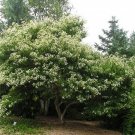 Seven Son Flower Tree Seeds Heptacodium Miconioides 20 Seeds Fresh Seeds Fast Shipping