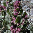 Shadscale Saltbush Seeds Atriplex Confertifolia 100 Seeds Fresh Seeds Fast Shipping