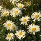 Shasta Daisy Flower Seeds Chrysanthemum Maximum 200 Seeds Fresh Seeds Fast Shipping