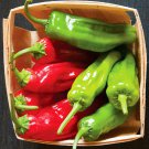 Shishito Hot Pepper Fresh Seeds Fast Shipping