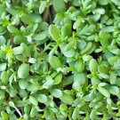 Shungiku Three Color Daisy Asian Greens 100 Seeds Vegetable Seeds Fresh Seeds Fast Shipping