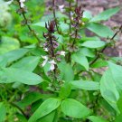 Siam Queen Basil Fresh Seeds Fast Shipping