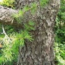 Siberian Larch Tree Seeds Larix Sibirica 30 Seeds Fresh Seeds Fast Shipping