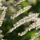Silky Spike Melic Ornamental Grass Seeds Melica Ciliata 30 Seeds Fresh Seeds Fast Shipping