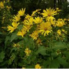 Silphium Cup Plant Seeds Silphium Perfoliatum 15 Seeds Fresh Seeds Fast Shipping