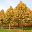 Silver Linden Tree Seeds Tilia Tomentosa 10 Seeds Fresh Seeds Fast Shipping