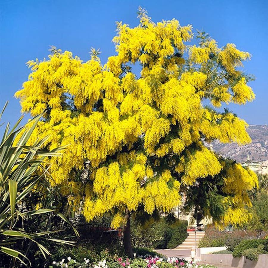Silver Wattle Mimosa Tree Seeds Acacia Dealbata 30 Seeds Fresh Seeds Fast Shipping