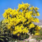 Silver Wattle Mimosa Tree Seeds Acacia Dealbata 30 Seeds Fresh Seeds Fast Shipping