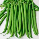 Slenderette Beans Vegetable Fresh Seeds Fast Shipping