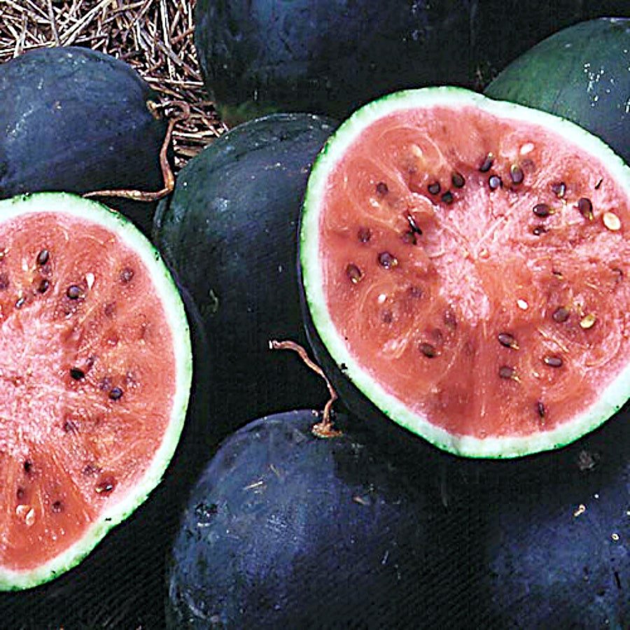Small Shining Light Watermelon Icebox Melon Fresh Seeds Fast Shipping