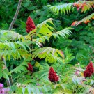 Smooth Sumac Tree Seeds Rhus Glabra 25 Seeds Fresh Seeds Fast Shipping