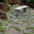 Snow In Summer Flower Seeds Cerastium Tomentosum 200 Seeds Fresh Seeds Fast Shipping