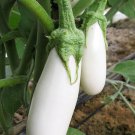 Snowy Eggplant Vegetable Fresh Seeds Fast Shipping
