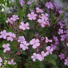 Soapwort Pink Beauty Flower Seeds Saponaria Vaccaria 50 Seeds Fresh Seeds Fast Shipping