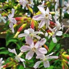 Soapwort White Flower Seeds Saponaria Vaccaria Alba 50 Seeds Fresh Seeds Fast Shipping