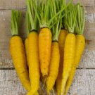Solar Yellow Carrot Vegetable Seeds Fresh Seeds Fast Shipping