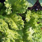 Southern Giant Cur Mustard Micro Greens Fresh Seeds Fast Shipping