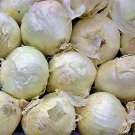Southport White Globe Onion Vegetable Fresh Seeds Fast Shipping