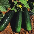 Spacemaster 80 Cucumber Fresh Seeds Fast Shipping