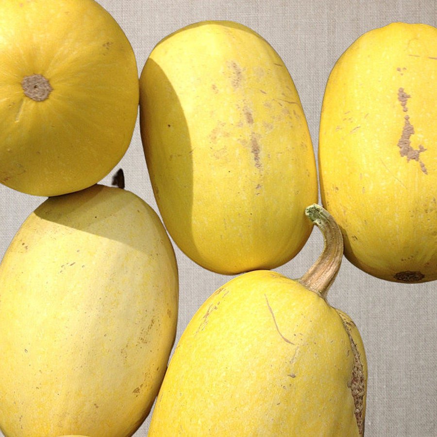 Spaghetti Winter Squash Vegetable Seeds Fresh Seeds Fast Shipping