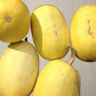 Spaghetti Winter Squash Vegetable Seeds Fresh Seeds Fast Shipping