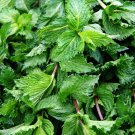 Spearmint S Bee Friendly Fresh Seeds Fast Shipping
