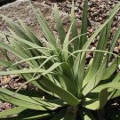 Spider Agave Succulent Seeds Agave Bracteosa 20 Seeds Fresh Seeds Fast Shipping