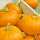 Spookie Pumpkin Fresh Seeds Fast Shipping
