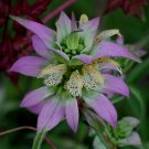 Spotted Bee Balm Herb Seeds Monarda Punctata 100 Seeds Fresh Seeds Fast Shipping