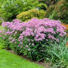 Spotted Joe Pyeweed Flower Seeds Eupatorium Maculatum 200 Seeds Fresh Seeds Fast Shipping