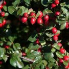Spreading Cotoneaster Bush Seeds Cotoneaster Divaricatus 25 Seeds Fresh Seeds Fast Shipping