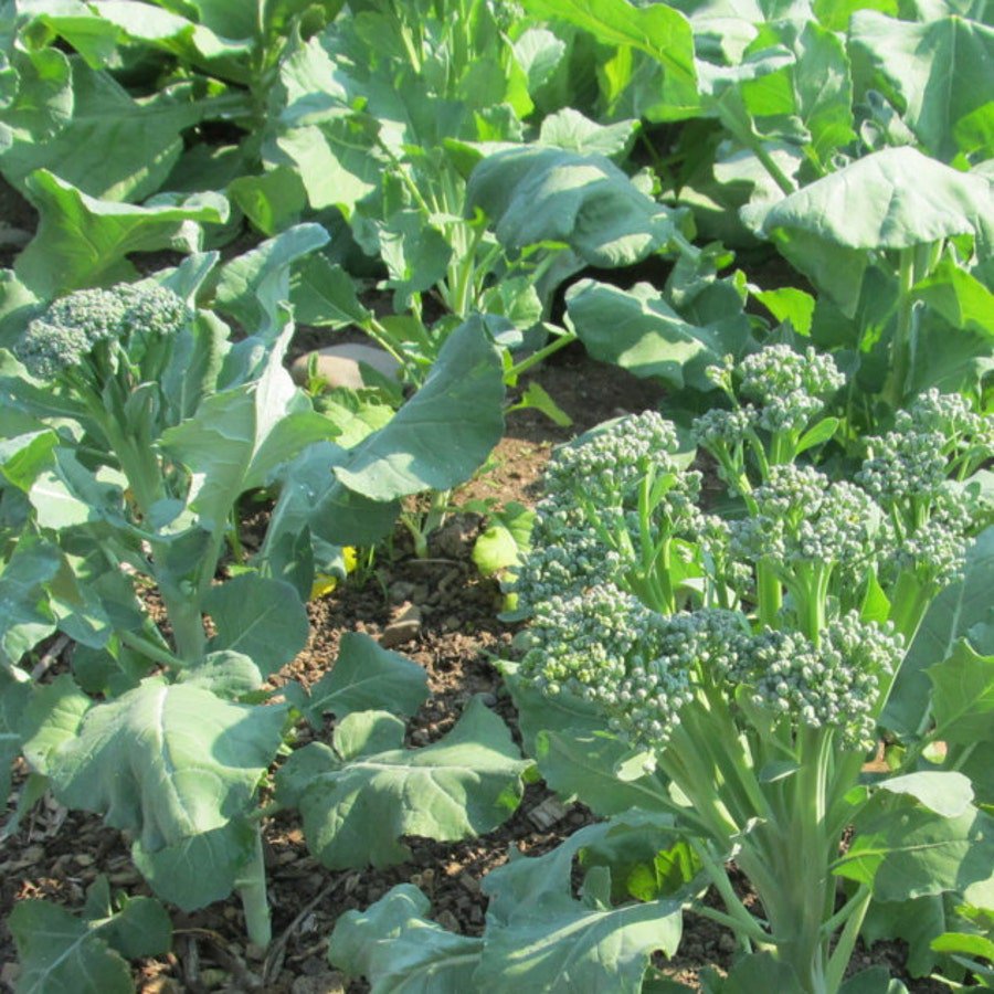 Spring Raab Rapini Broccoli Raab Vegetable Seeds Fresh Seeds Fast Shipping