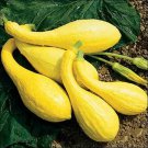 Squash Summer Crookneck Vegetable Seeds Cucurbita Pepo 15 Seeds Fresh Seeds Fast Shipping