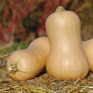 Squash Winter Butternut Vegetable Seeds Cucurbita Maxima 15 Seeds Fresh Seeds Fast Shipping