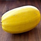 Squash Winter Spaghetti Vegetable Seeds Cucurbita Pepo 15 Seeds Fresh Seeds Fast Shipping