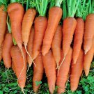 St Valery Carrot Rare Fresh Seeds Fast Shipping