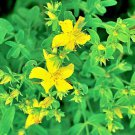 St Johns Wort Herbs Vegetable Seeds Fresh Seeds Fast Shipping