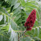 Staghorn Sumac Tree Seeds Rhus Typhina 40 Seeds Fresh Seeds Fast Shipping