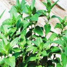 Stevia Sweetleaf Herb Vegetable Seeds Fresh Seeds Fast Shipping
