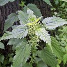 Stinging Nettle S Fresh Seeds Fast Shipping