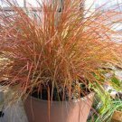 Stipa Pheasant Tails Ornamental Grass Seeds Stipa Arundinacea 50 Seeds Fresh Seeds Fast Shipping