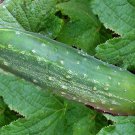 Straight Eight Cucumber Superb Variety Dependable Fresh Seeds Fast Shipping