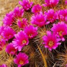 Strawberry Hedgehog Cactus Seeds Echinocereus Stramineus 25 Seeds Fresh Seeds Fast Shipping