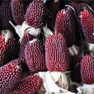 Strawberry Popcorn Fresh Seeds Fast Shipping