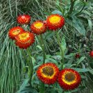 Strawflower Everlasting Daisy Scarlet Seeds Helichrysum Bracteatum 200 Seeds Fresh Seeds Fast Shippi