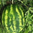 Striped Klondike Blue Ribbon Watermelon Nongm Fresh Seeds Fast Shipping