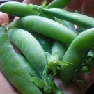 Sugar Daddy Snap Peas Fresh Seeds Fast Shipping