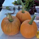 Sugar Pie Pumpkin Fresh Seeds Fast Shipping