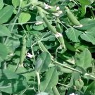 Sugar Snap Peas Fresh Seeds Fast Shipping